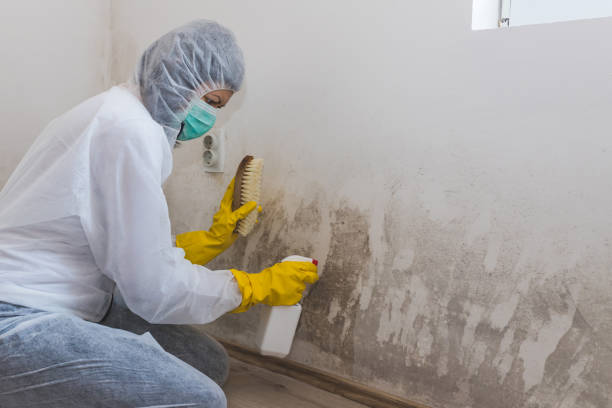Mold Removal and Inspection in North Grosvenor Dale, CT