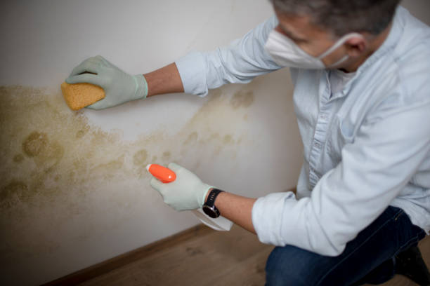 Best Local Mold Removal Service  in North Grosvenor Dale, CT