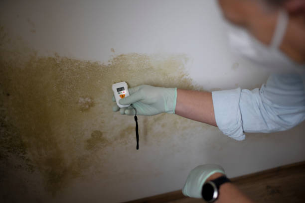 Best Mold Remediation  in North Grosvenor Dale, CT