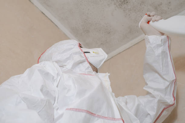 Home Mold Removal in North Grosvenor Dale, CT