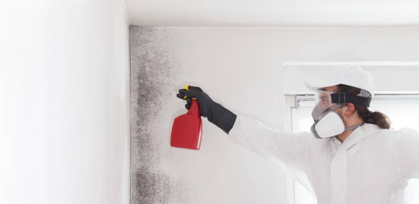 Best Office Mold Removal Services  in North Grosvenor Dale, CT