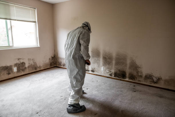 Best Local Mold Removal Service  in North Grosvenor Dale, CT