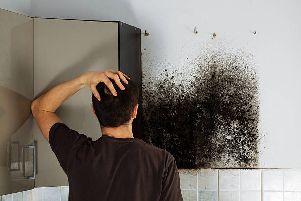 Best Best Mold Removal Companies  in North Grosvenor Dale, CT