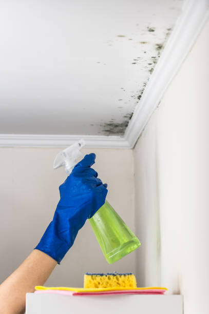 Best Crawl Space Mold Removal  in North Grosvenor Dale, CT