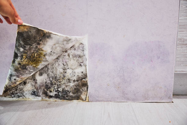 Best Mold Damage Repair  in North Grosvenor Dale, CT
